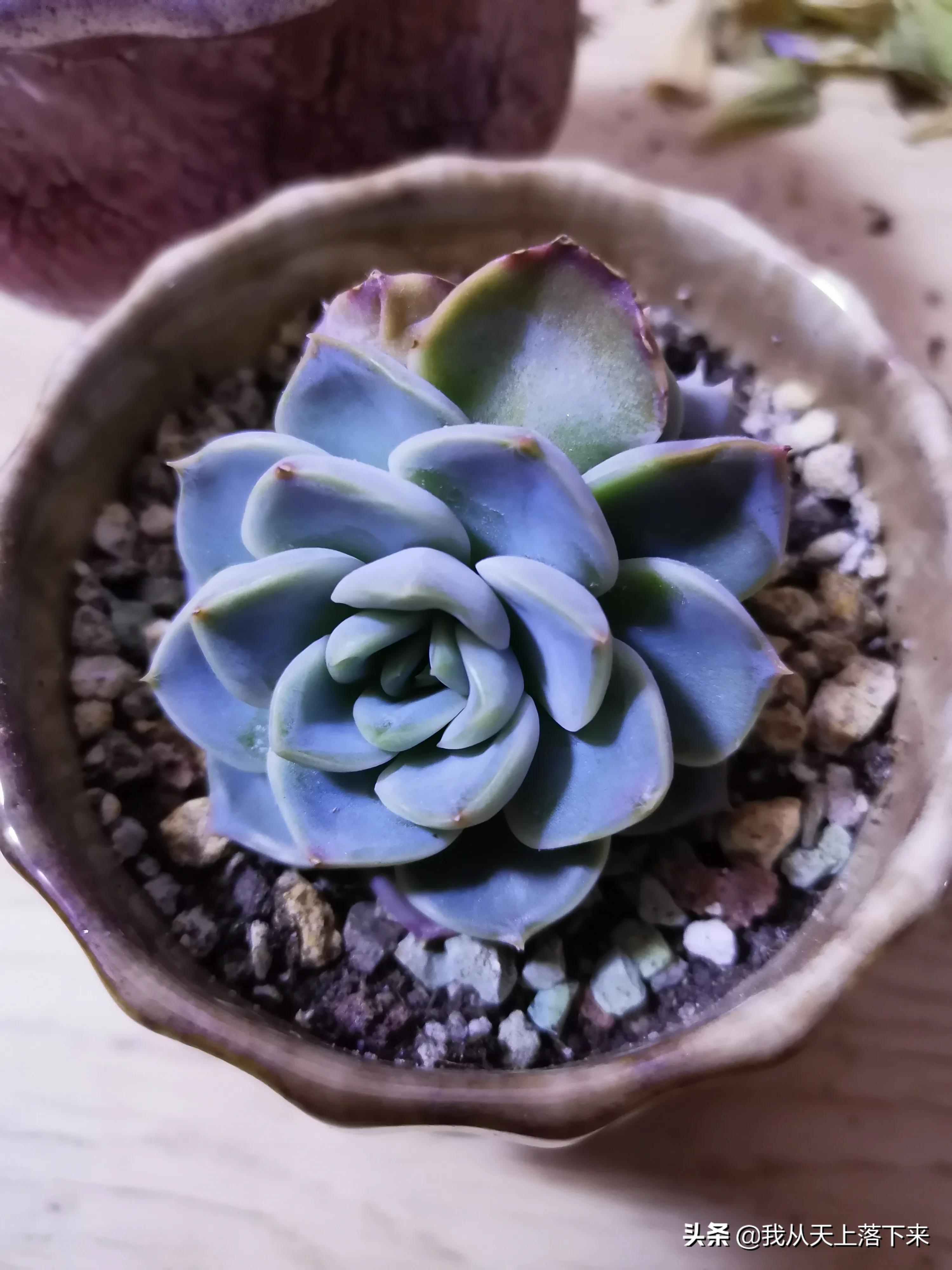 多肉品种及图片大全欣赏,多肉品种辨别图片大全欣赏