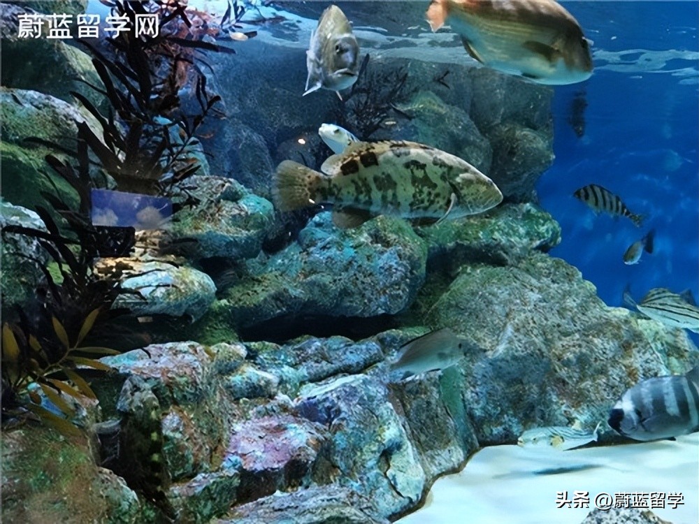 日语专业去日本读研容易吗,日语专业去日本读研究生条件