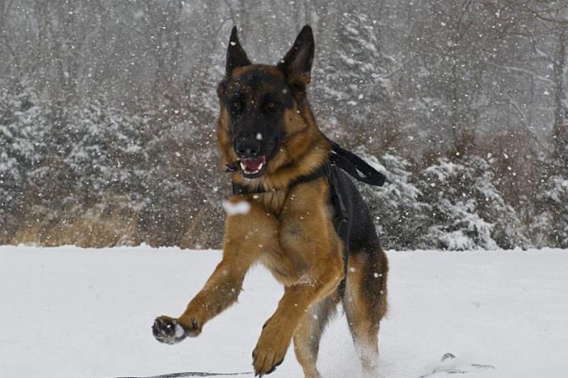 不同品种的狗狗性格差异有多大,16种常见狗狗的优缺点