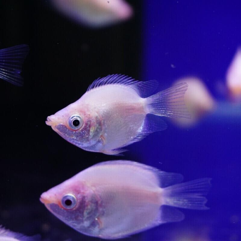 热带鱼漂亮吗,认识热带鱼幼儿视频