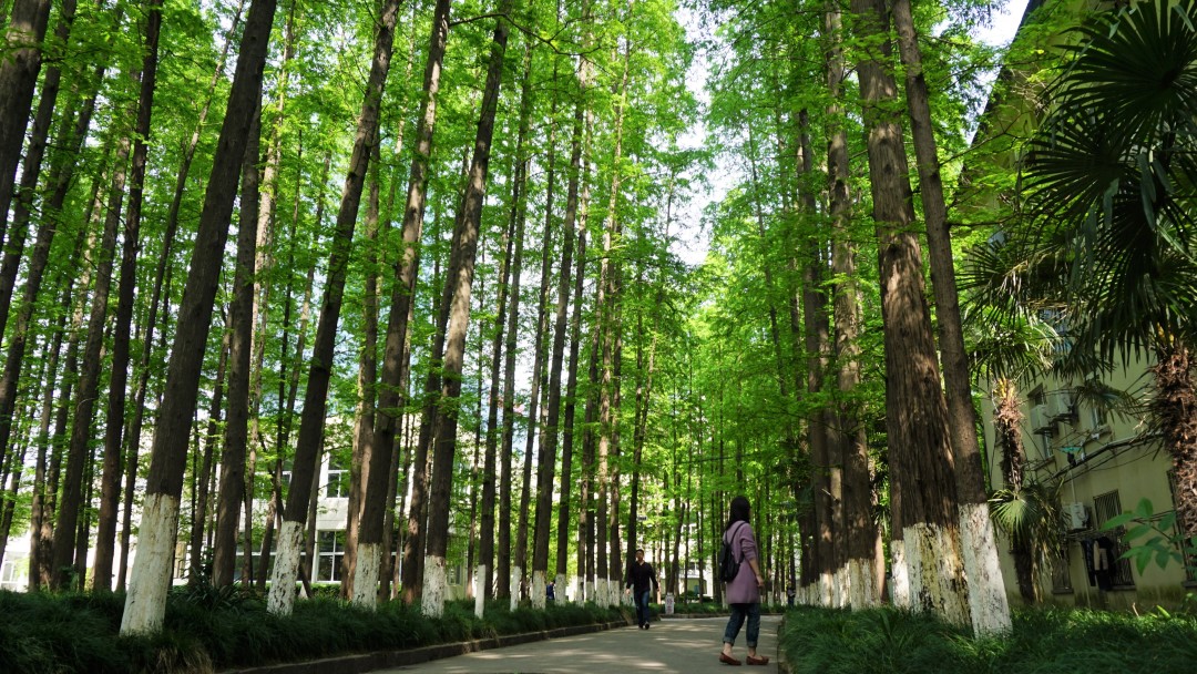 同济大学有多漂亮,同济大学的浪漫