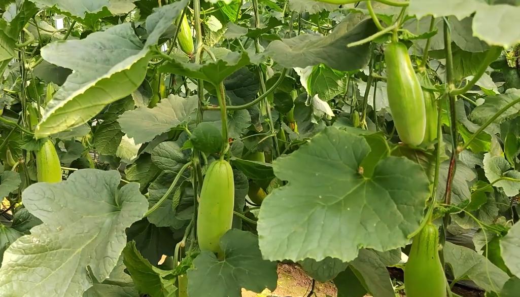 营养土种植蔬菜怎么施肥,如何种植无土蔬菜视频