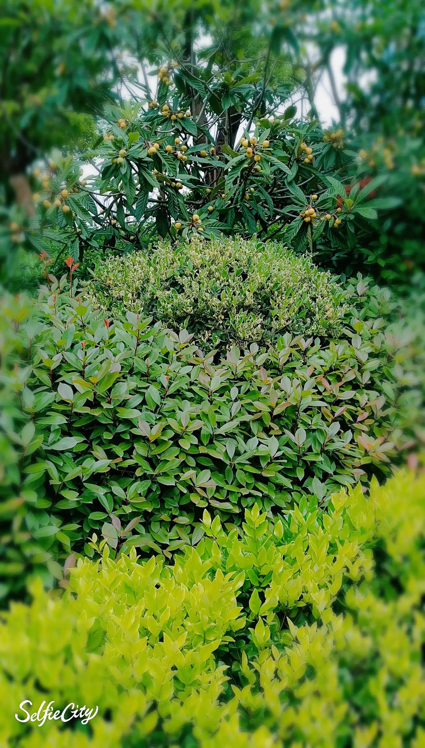 五月枇杷灿灿黄,五月份什么枇杷好吃