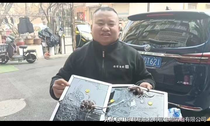 济南灭蟑螂公司哪家正规,济南家里灭蟑螂哪家靠谱