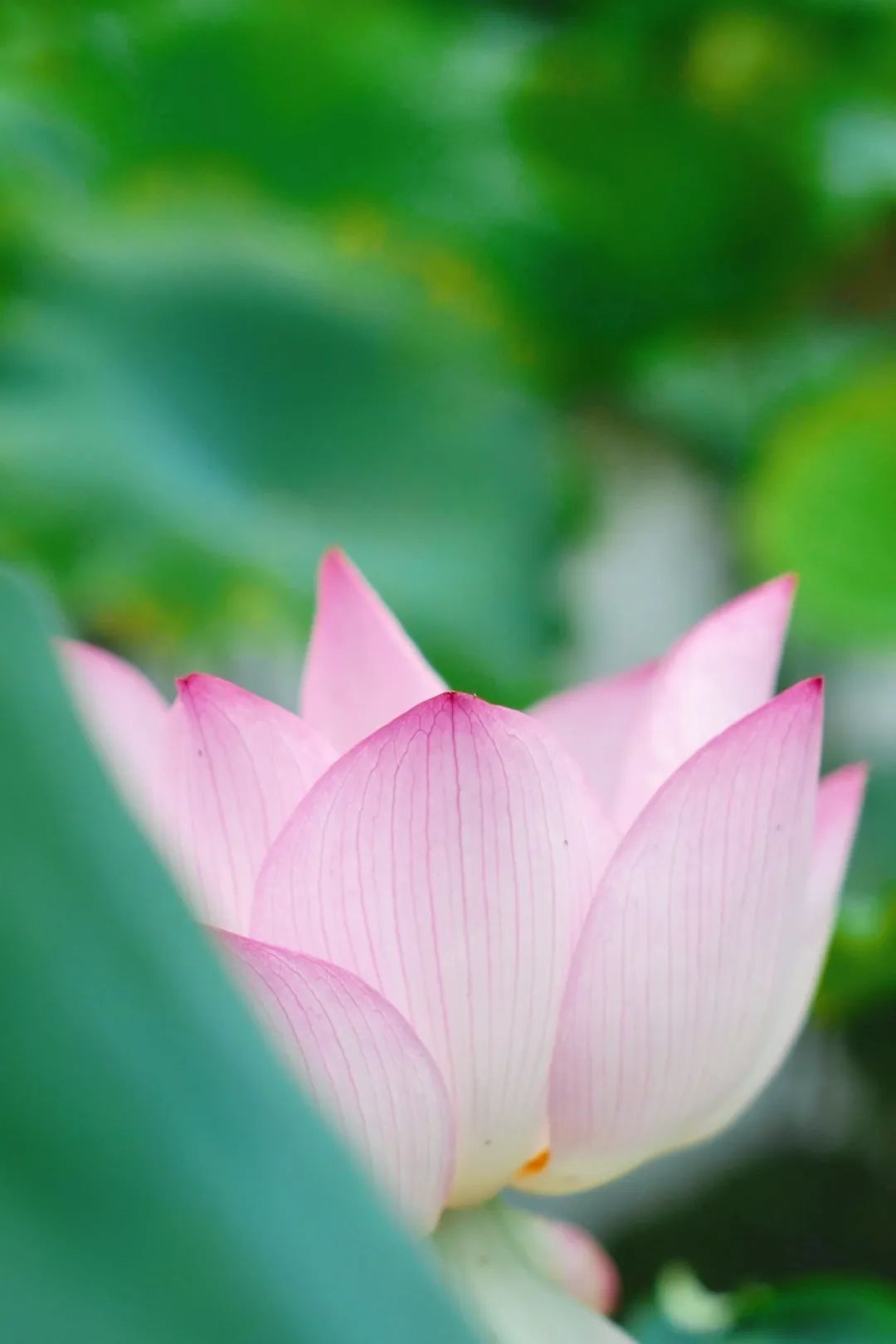 小暑已至！夏日顶流登场，一池荷风，满院莲香，惊艳了整个夏天！