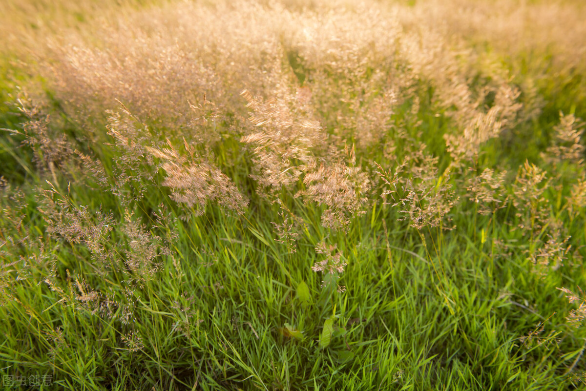 离离原上草一岁一枯荣的翻译,离离原上草一岁一枯荣诗句的意思