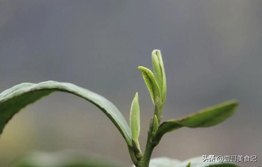超市便宜又好喝的茶叶推荐一下,超市买的茶叶不好喝