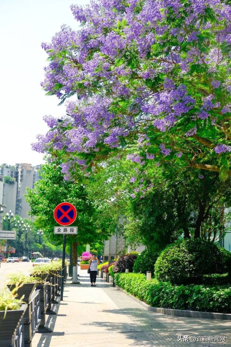 泸州蓝花楹打卡地,蓝花楹打卡点照片