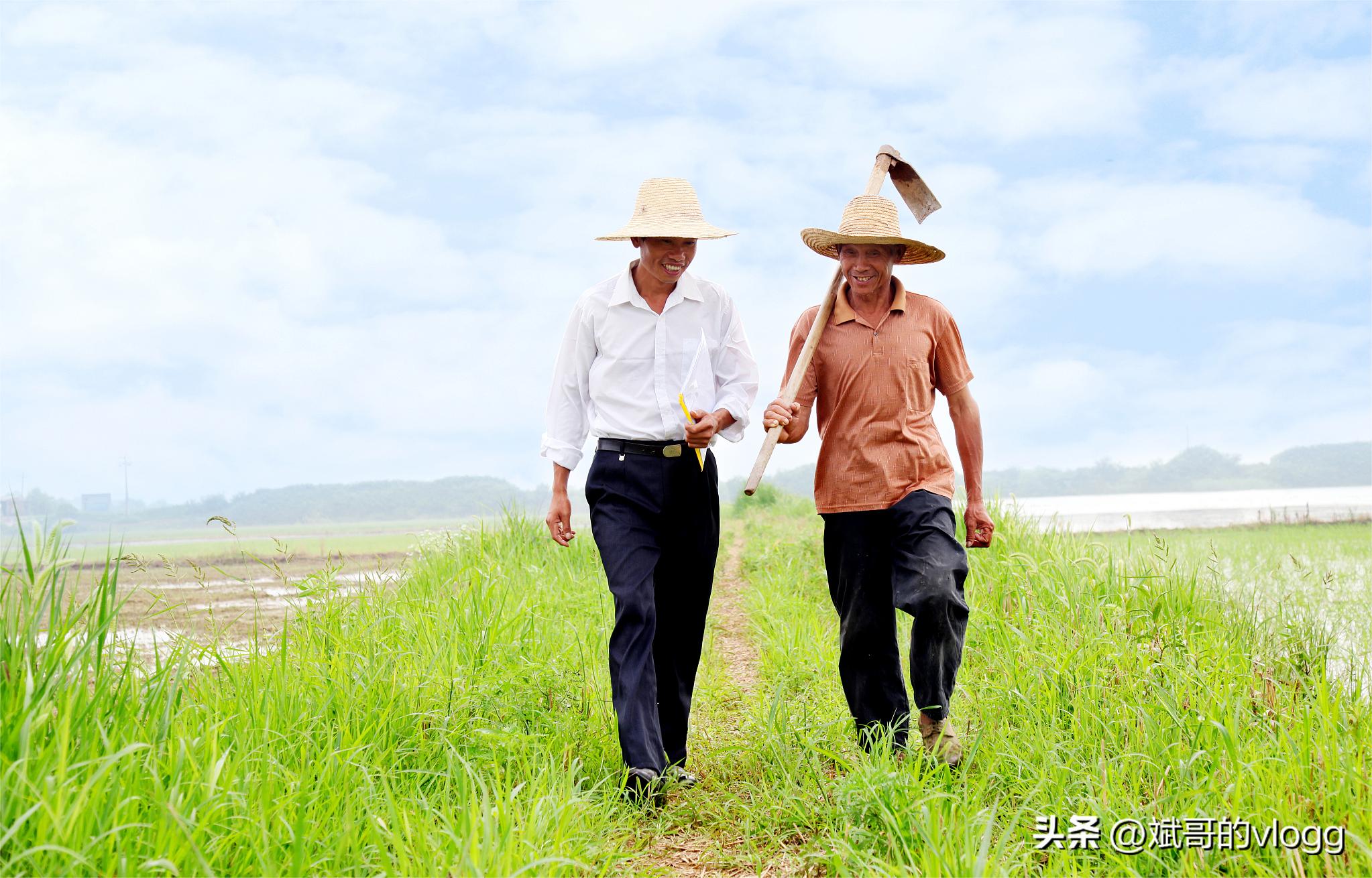 三农致富经解读,三农政策的启示