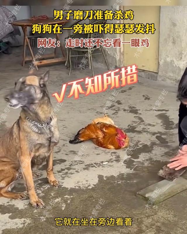 主人磨刀杀鸡狗在一旁瑟瑟发抖,主人磨刀杀鸡吓坏狗子