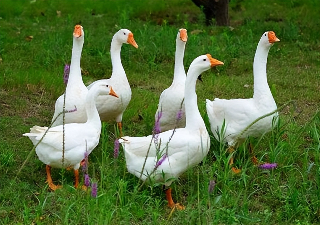 如何判断鹅病的四种方法,鹅怎么看生病