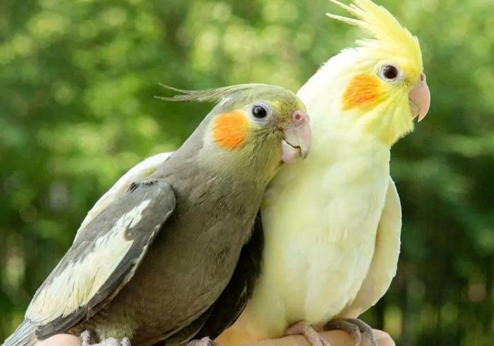 新手养鹦鹉的6大禁忌,养鹦鹉的新手应该注意哪些