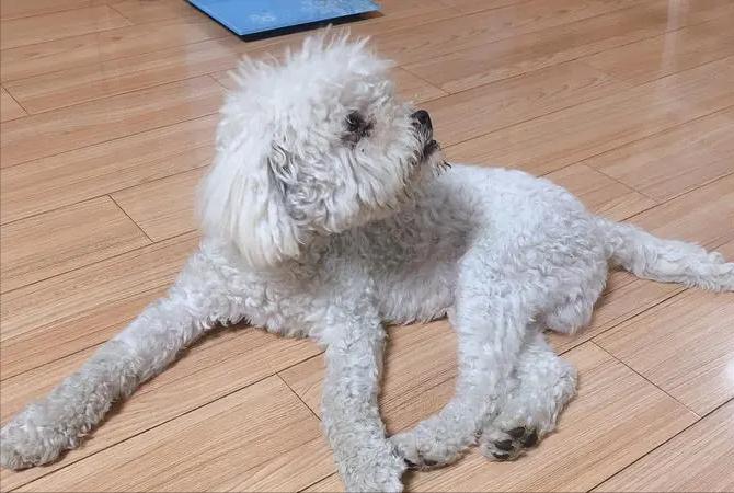 让比熊去流浪会死吗,比熊一不小心就流浪了