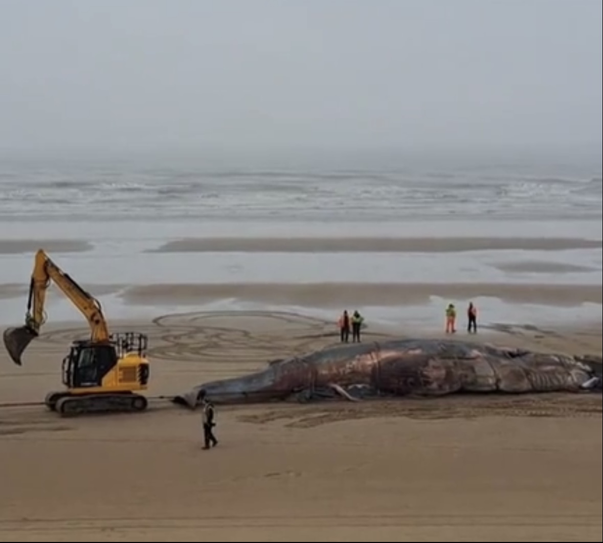 数百头鲸鱼搁浅澳洲海滩,大型鲸鱼搁浅的原因