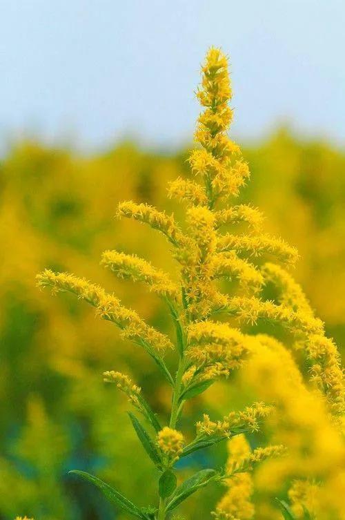 100种迷人的“数字花”,从零到一百万,真是太神奇了