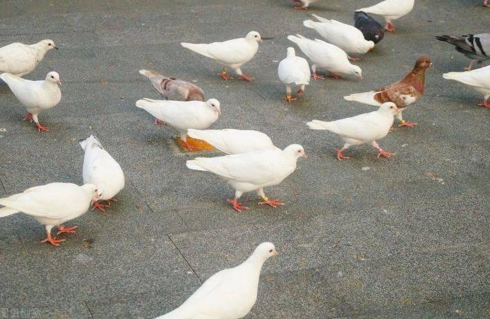 鸽子拉带血的粪便咋回事,鸽子拉的粪便带点血是什么原因