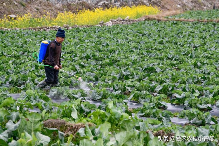 杀虫剂吡虫啉和啶虫脒有什么区别,吡虫噻嗪酮吡虫啉