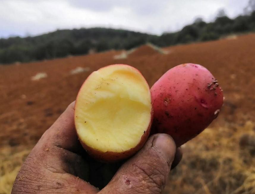 全国哪的土豆最好吃,哪个地方的土豆最好吃最有营养