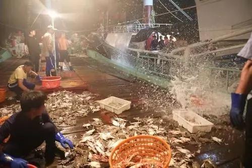 东海开海有什么海鲜,相约开海季一大波诱人海鲜来袭