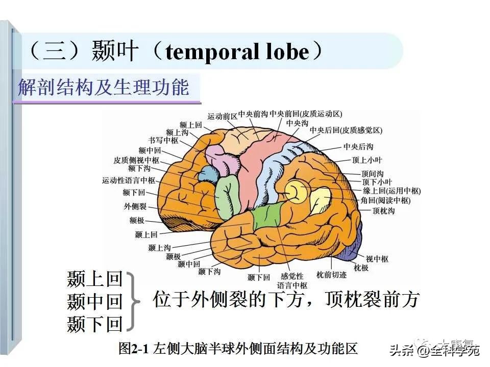 神经系统的影像与解剖定位,最全神经解剖图