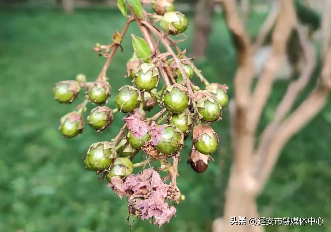 陕西宾馆迎来最佳观花赏景季节,陕西宾馆内景色