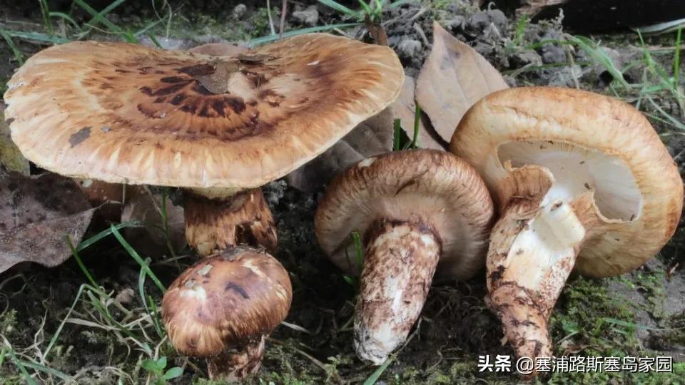 世界上十大最好吃的蘑菇,世界上最美味的10种蘑菇