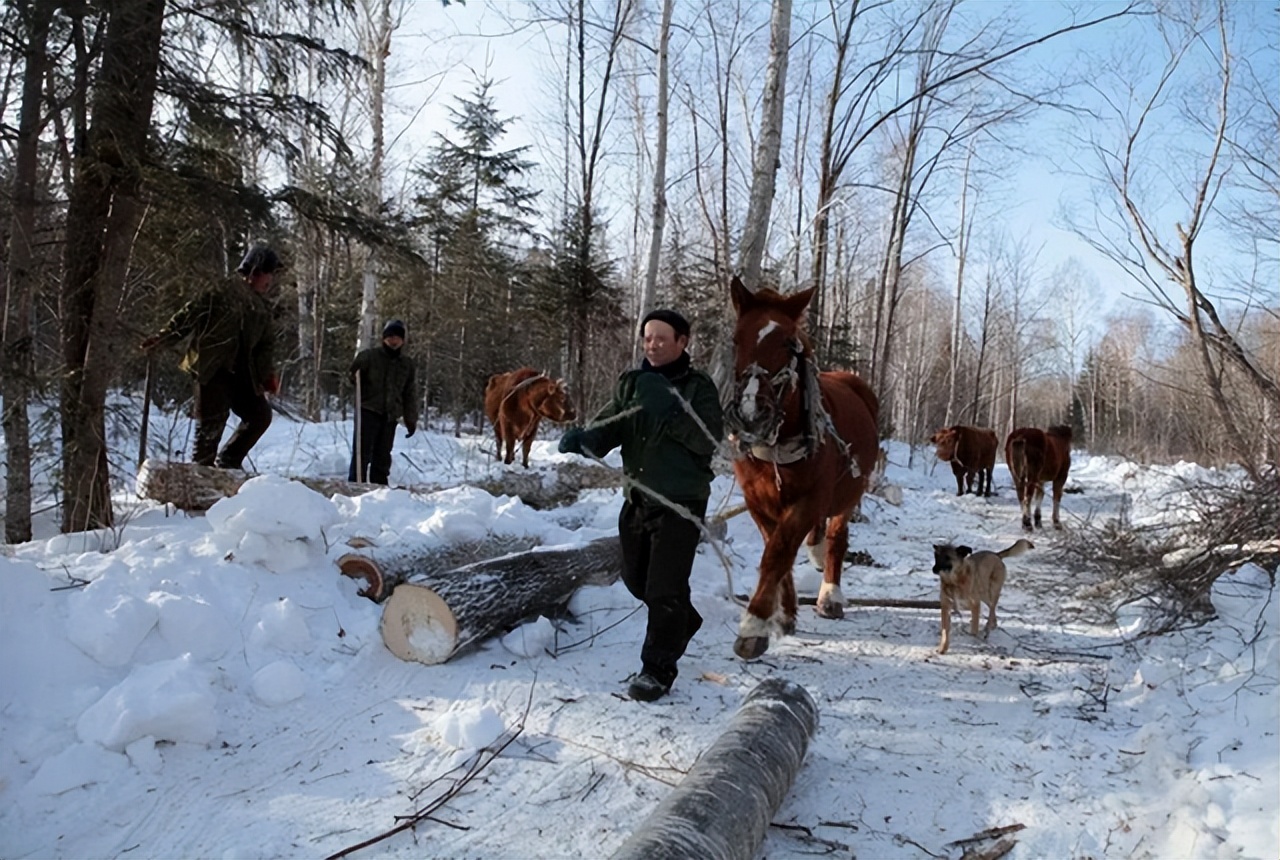 长白山的剧毒植物,长白山山里常见的有毒植物
