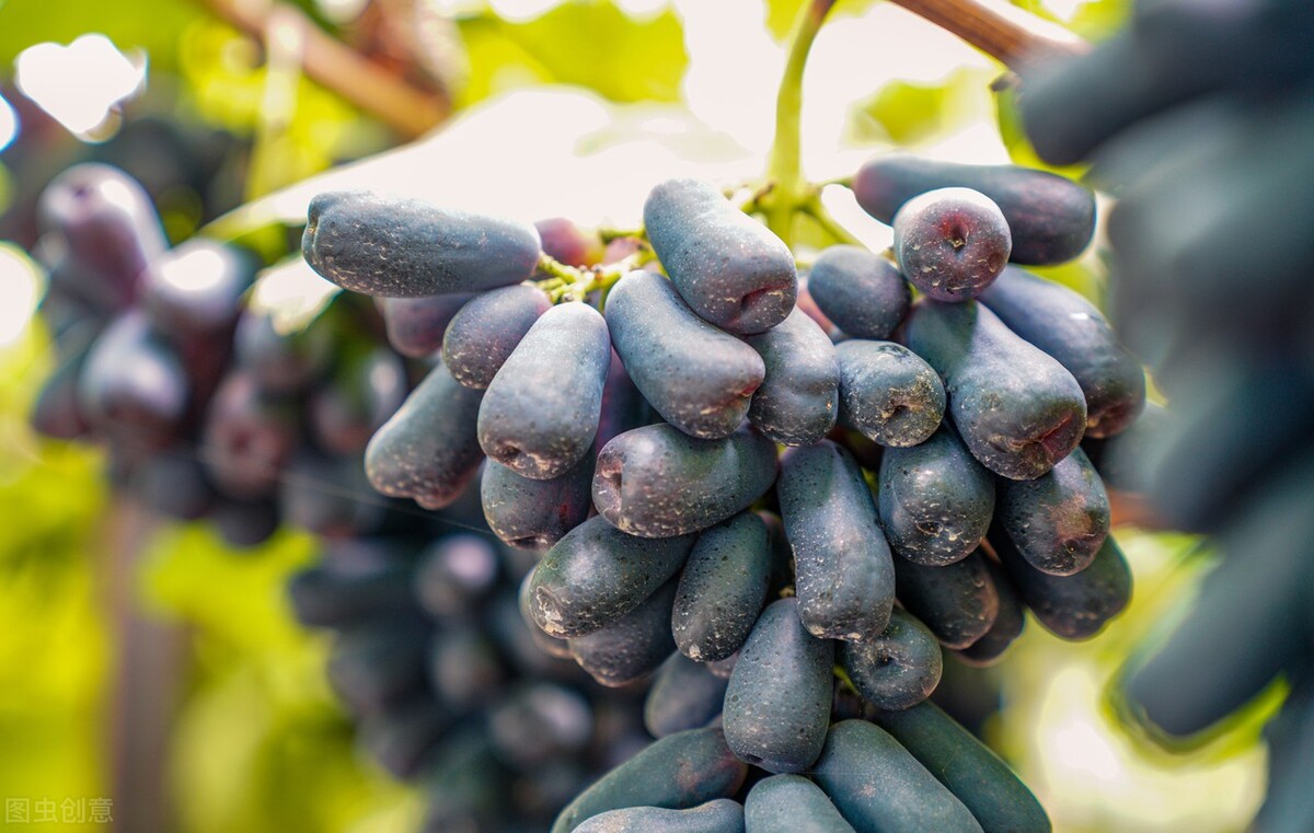 一亩田蔬菜交易平台,一亩田平台批发水果