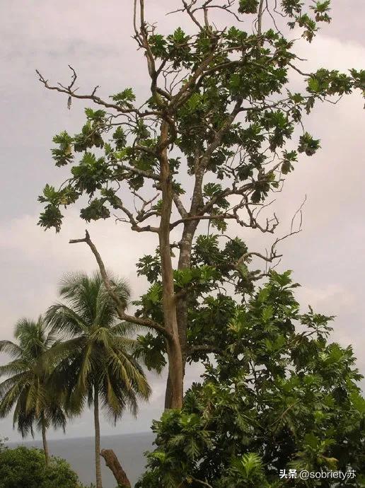 鍒濆鐨勭暘鐭虫Υ,蹇嗚捣鐩涘