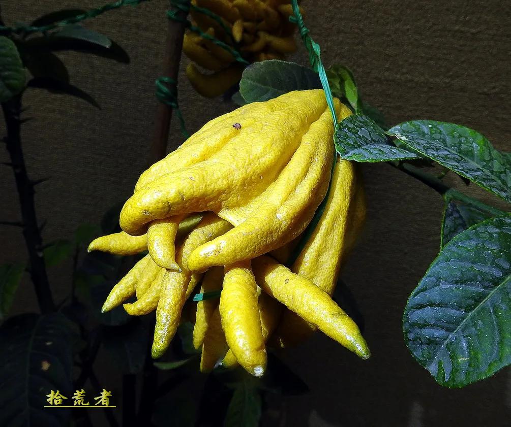 景观植物观果佛手图片高清,长得像佛手一样的东西叫什么植物