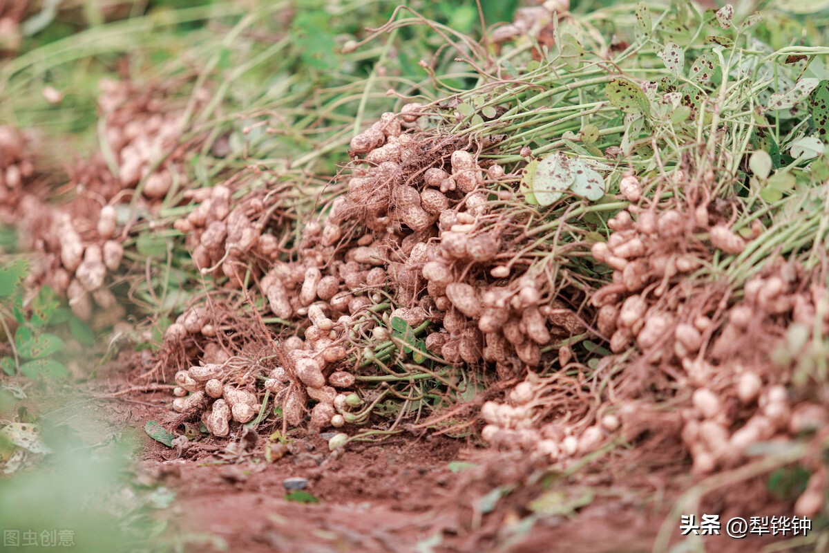 拔花生机械,拔花生娱乐