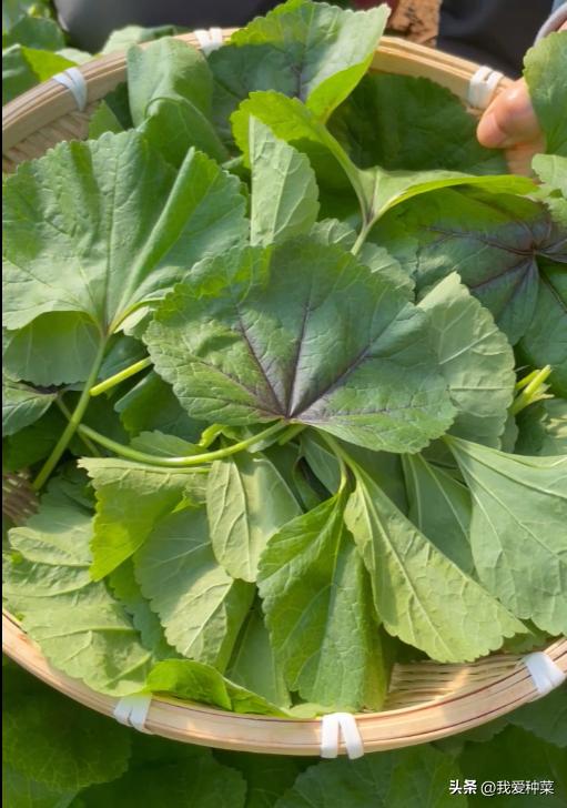 冬葵的种植季节,冬寒菜是蜀葵吗