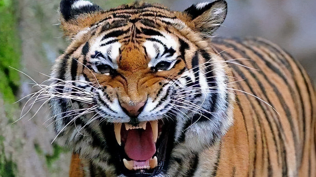 东北虎遇到非洲狮,谁才是陆地王者王者之间的对决