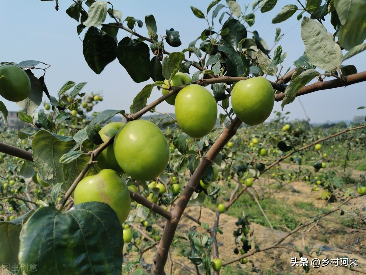 南方红枣和北方大枣的差别,大枣的特点