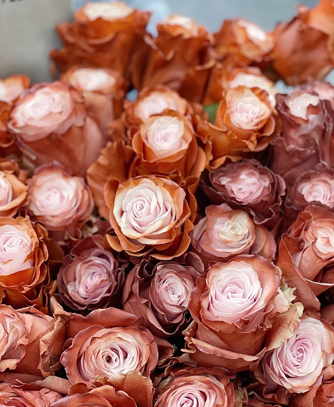花艺教程花材打理知识,花艺教程常用花材及叶材有哪些