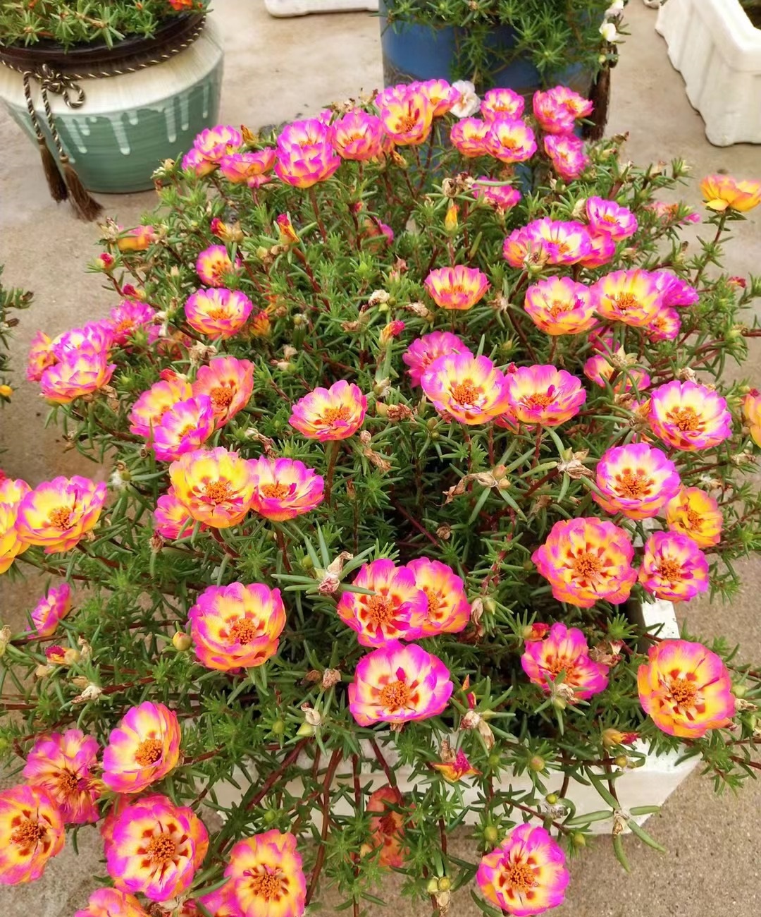 四季开花室内好养的植物太阳花,夏天花期长又好养的花太阳花