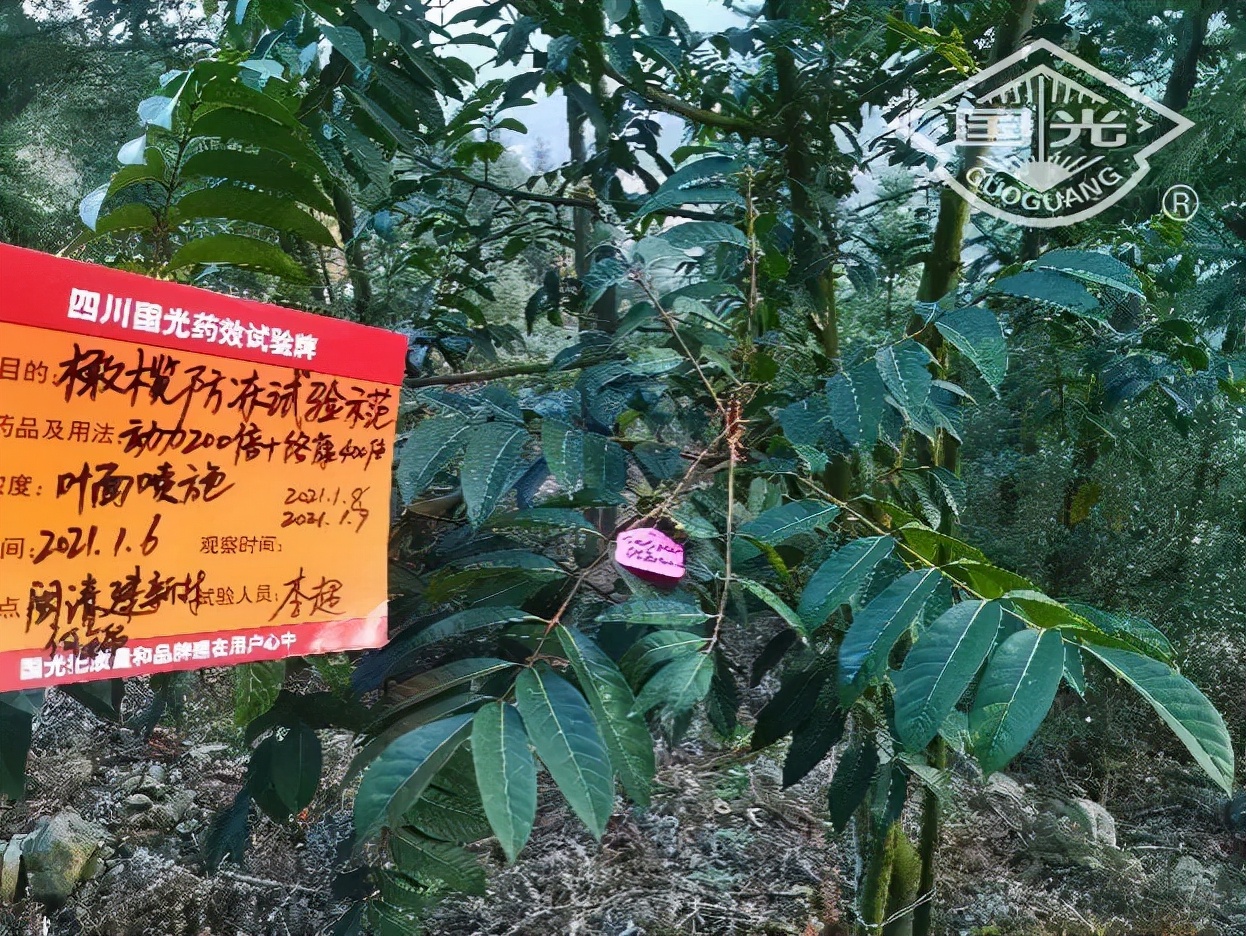 橄榄保暖,橄榄防冻害