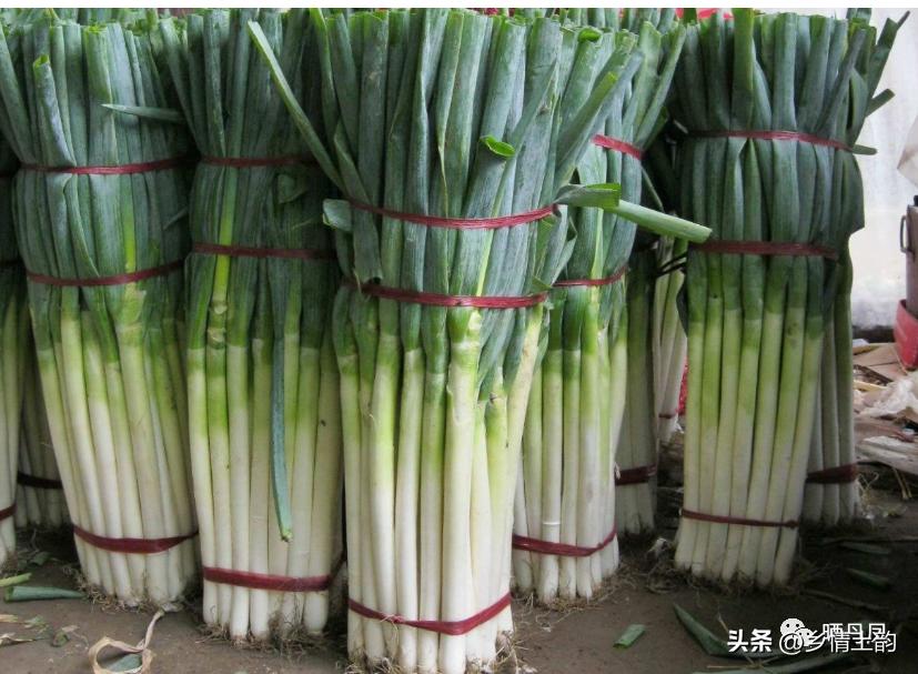 金佰安:老家的大葱