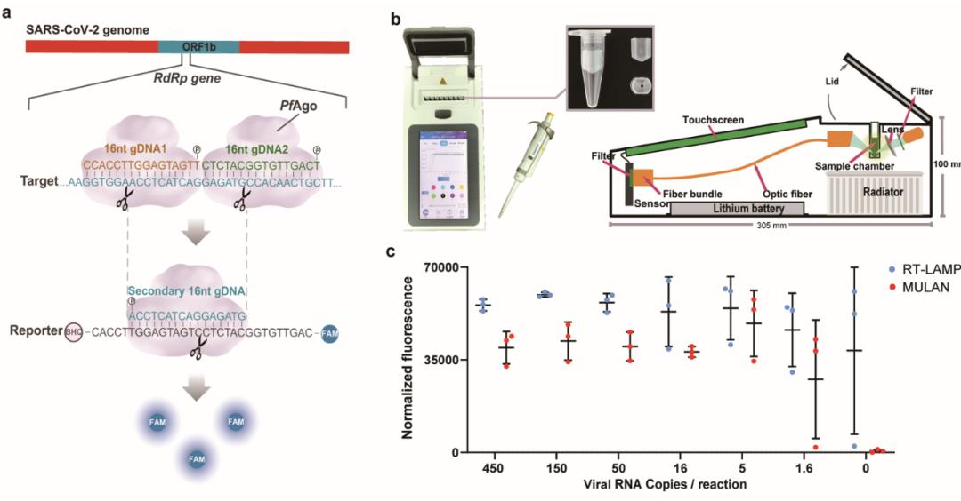 具有自主知识产权的新型基因编辑病毒核酸快速诊断技术平台