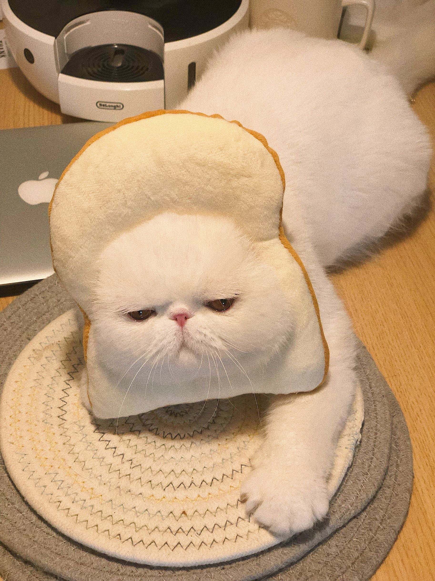 公猫拆蛋后的样子变化,公猫拆蛋后的变化