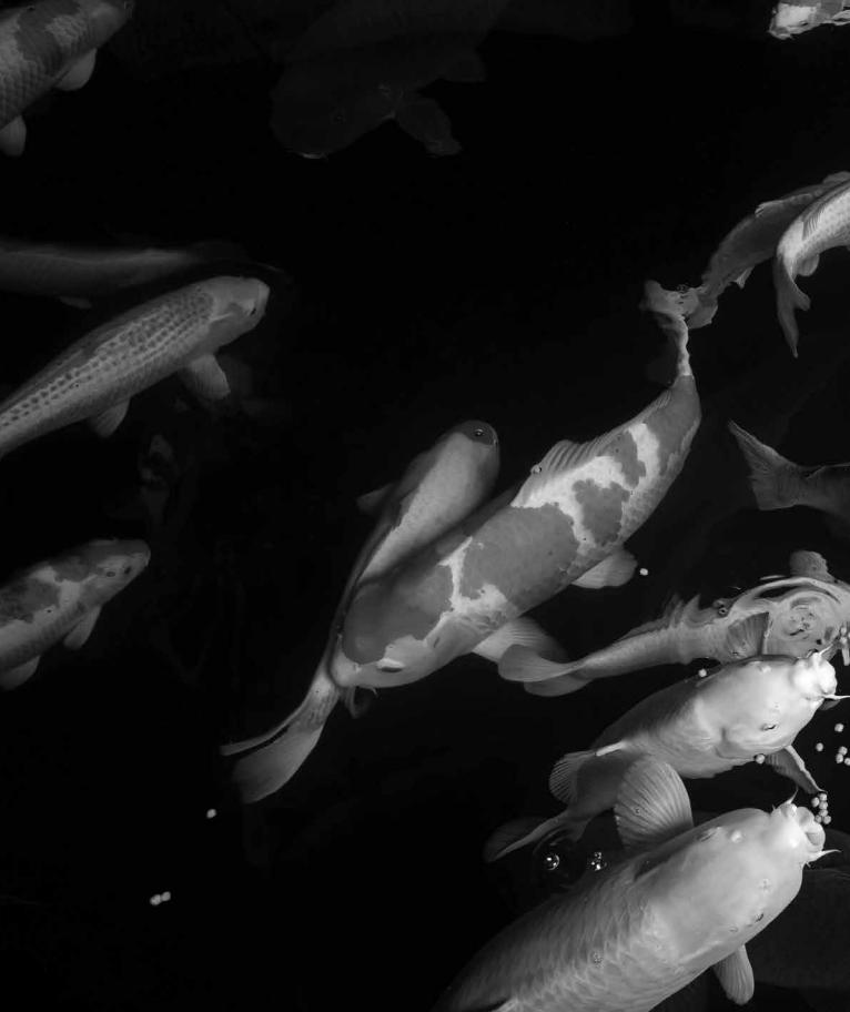 鱼池养锦鲤鱼的技巧和方法,新鱼池锦鲤鱼饲养方法