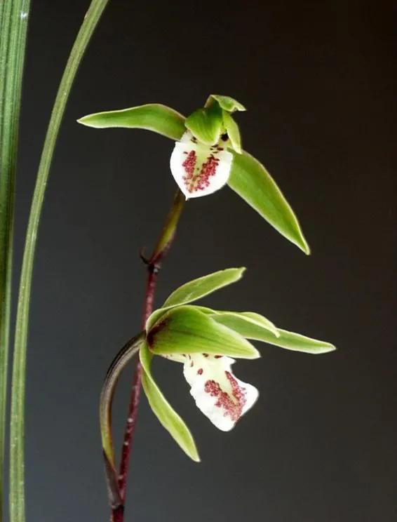 春天十种最美的花名字,花名带冬的有什么花