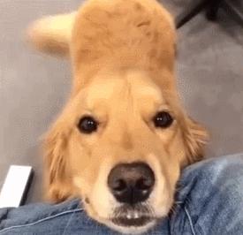 狗狗全身趴地对你摇尾巴,狗狗为什么会摇尾巴