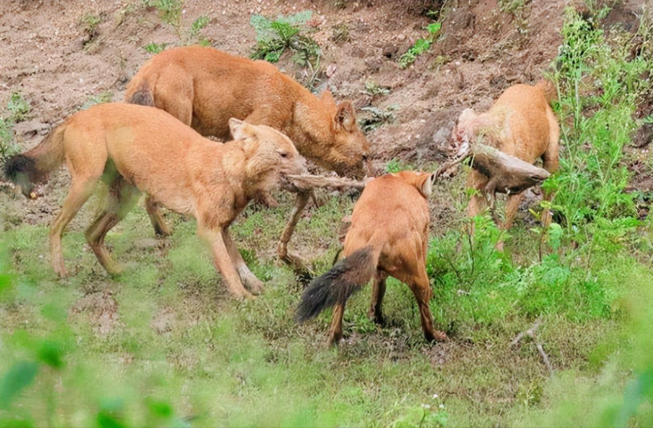 祁连山大红犬,祁连山荒漠猫升级为一级保护动物