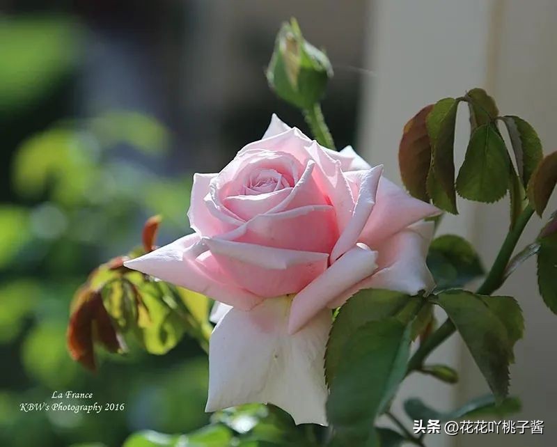 浓香型多季开花的月季,法国橙色浪漫月季