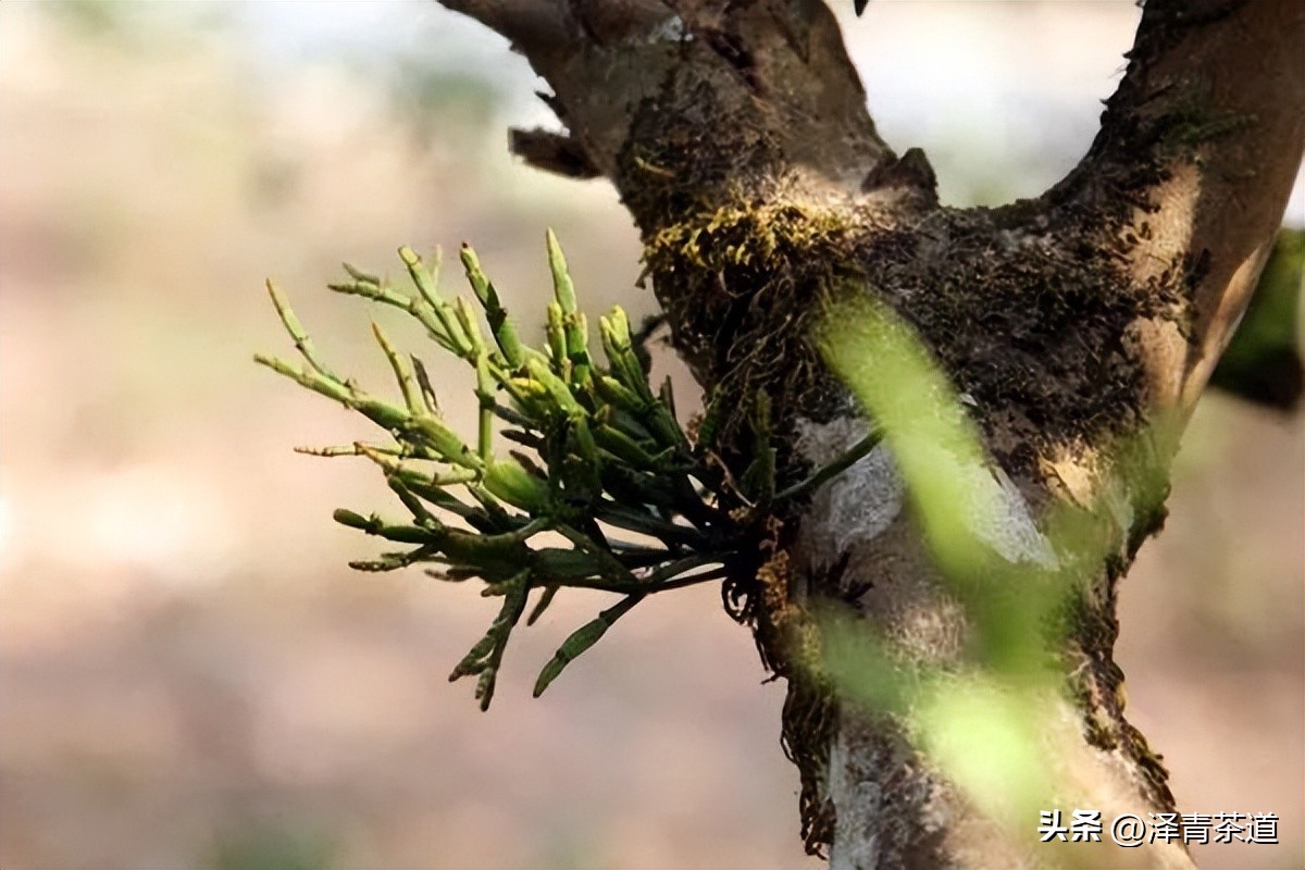 茶树为什么多生“南”而不生“北”？