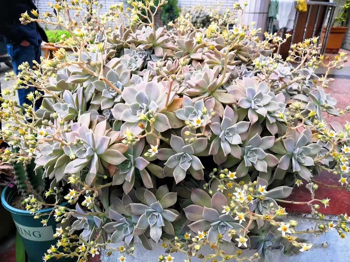 中国养宠物的小姐姐,西班牙养多肉