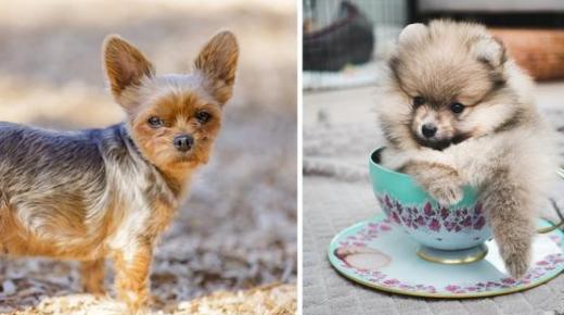 茶杯犬价格歧视,茶杯犬一般都是多少钱一只