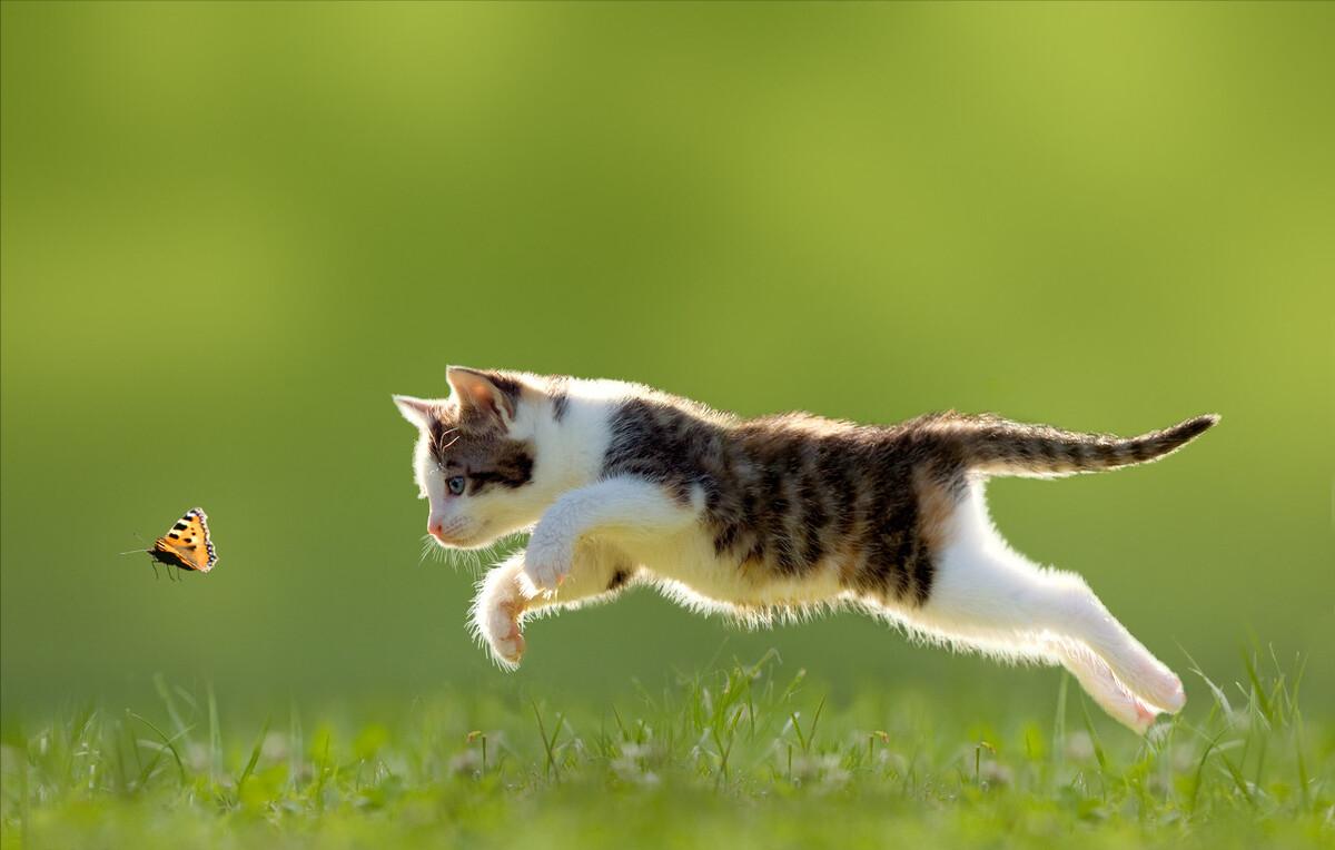 猫咪各品种什么价格,猫咪价格排行最便宜的是什么品种