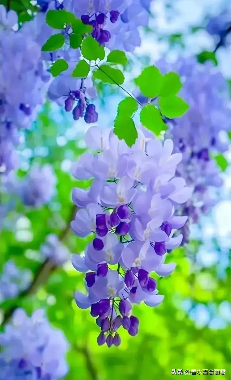 淡紫色的花是什么树,淡紫色的槐花